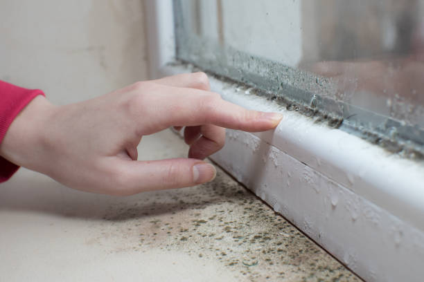 Mold Remediation for Vacation Homes in Yoakum, TX